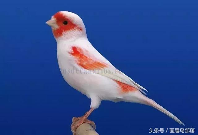 日本弯月玉鸟图片