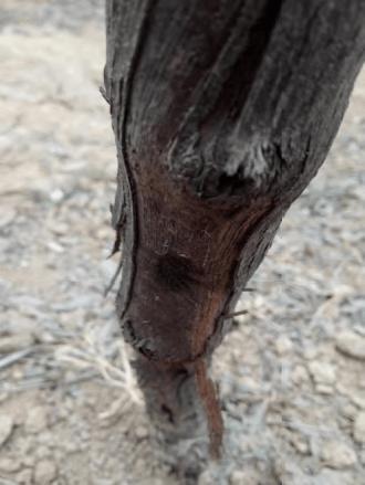 斑衣蜡蝉在葡萄树上的危害与防治