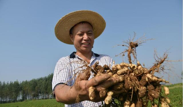 花生开花时，种植户喷上它，一棵花生结一窝2