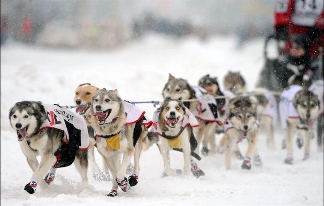 阿拉斯加雪橇犬性格