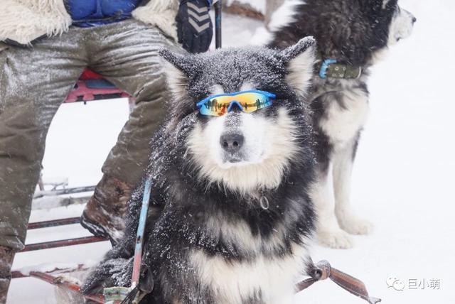 阿拉斯加雪橇犬性格