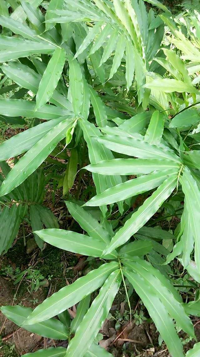 包含沧源搅拌洗砂机出售的词条