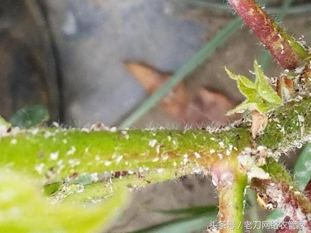 棉花蚜虫，怎么就这么难灭？棉花蚜虫怎么防治2