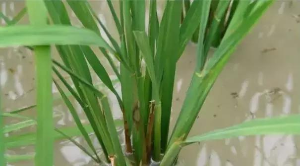 最新整理水稻病害与防御措施+高清图谱！3