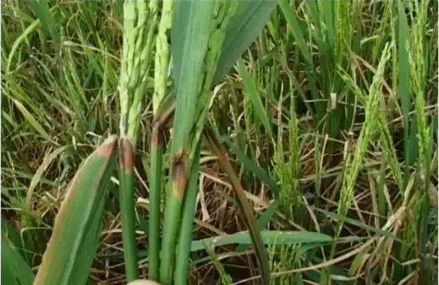 最新整理水稻病害与防御措施+高清图谱！11