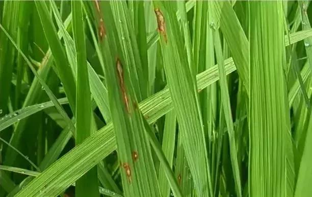 最新整理水稻病害与防御措施+高清图谱！9