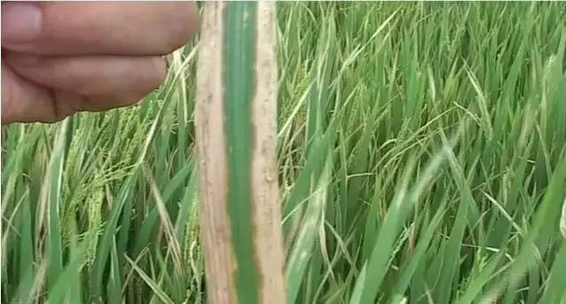 最新整理水稻病害与防御措施+高清图谱！15