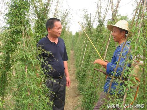 山药后期要想得高产，前期这几项管理很关键！4