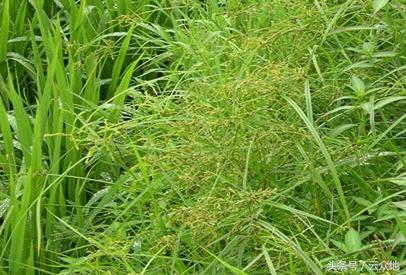 移栽田莎草科杂草多，土壤封闭和茎叶处理用什么药防除效果好？