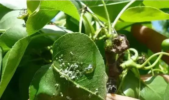 这几种害虫抗药性很强，怎么用药才能防？介绍几个混配药方！4