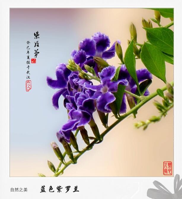 过生日送什么花