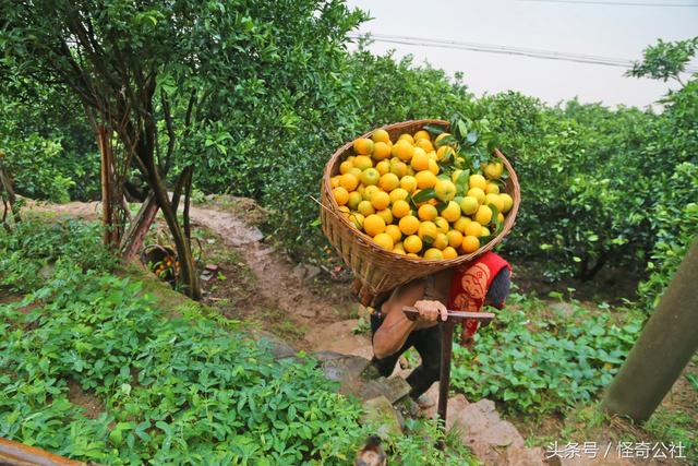 湖北秭归：夏橙上市，农民冒雨日夜采收，一年的辛苦3天回收6