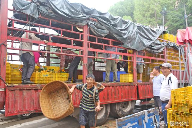 湖北秭归：夏橙上市，农民冒雨日夜采收，一年的辛苦3天回收8