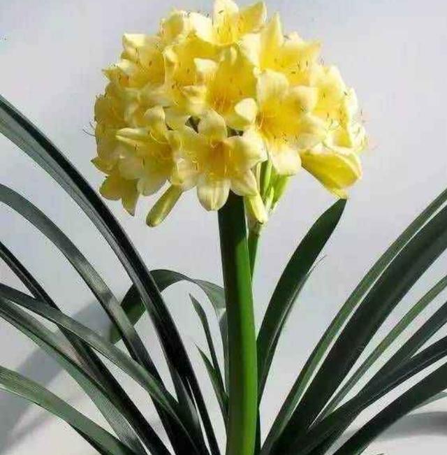 最好的君子兰是什么样,七大君子兰之美