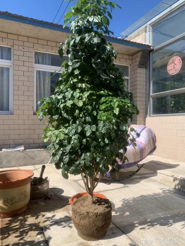绿宝树