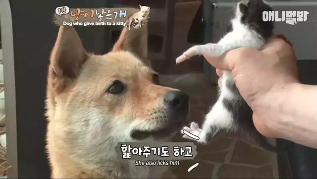 狗生猫