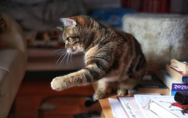为什么猫咪“手欠”爱推东西？除了本能，也有故意的成分