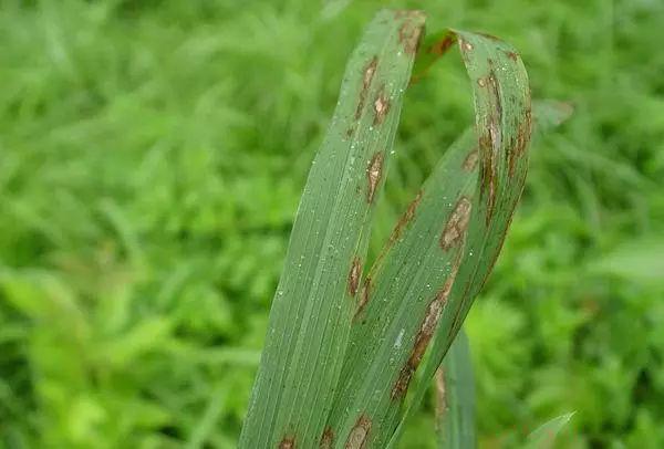 19种常用保护性杀菌剂全介绍，你用过几种？3