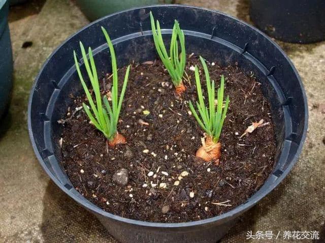 花卉养殖技巧 花卉养殖技巧（家庭盆栽花卉养殖技巧） 生活