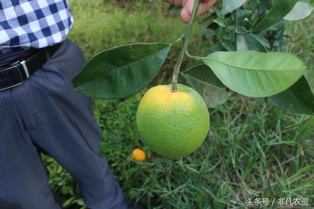 柑橘用什么药，可以同时高效治疗真菌、细菌及病毒病害呢？3