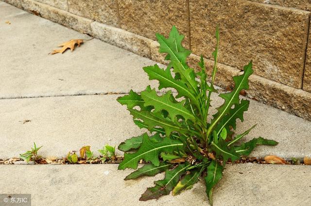 野生苦菜圖片大全,能吃的100種野苦菜