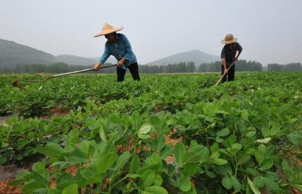 花生控旺很关键，什么时间控旺？选择什么控旺剂？你清楚吗2