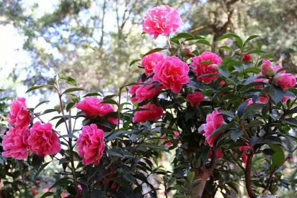 昆明市花 昆明市花（昆明市华山中学官网） 生活