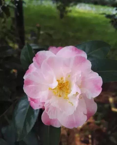 昆明的市花(昆明的市花山茶花怎么画)