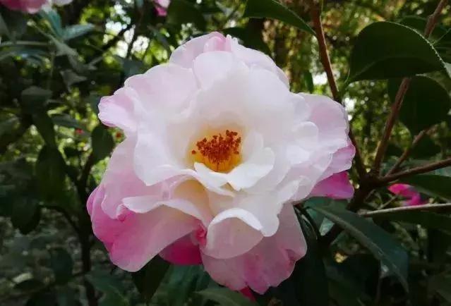 昆明市花 昆明市花（昆明市华山中学官网） 生活