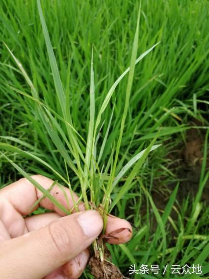 水稻田的除草剂咋选，这些回答能帮你解决水稻除草的难题！