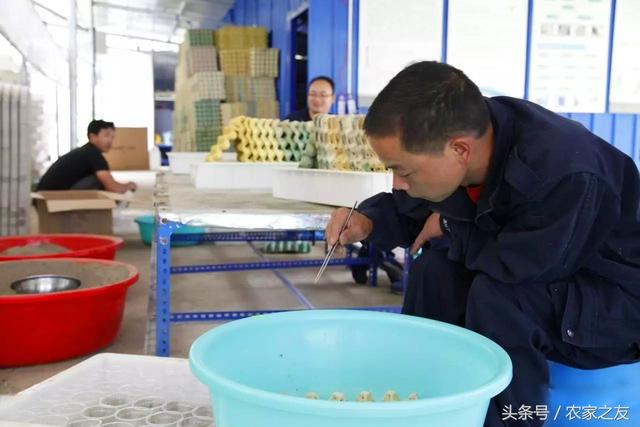 蝎子养殖基地 蝎子养殖基地（洛阳蝎子养殖基地地址） 动物