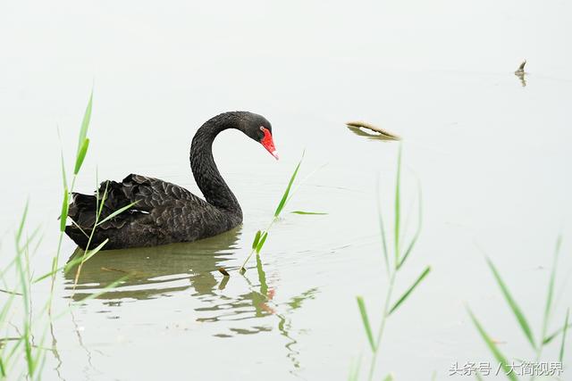 黑天鹅寓意（黑天鹅寓意忠贞的爱）