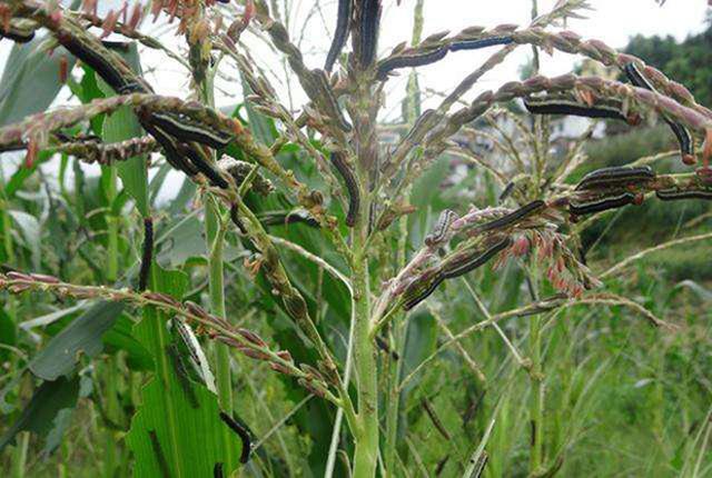 玉米粘虫危害大，严重者可造成绝收，种植户该如何预防和防治？