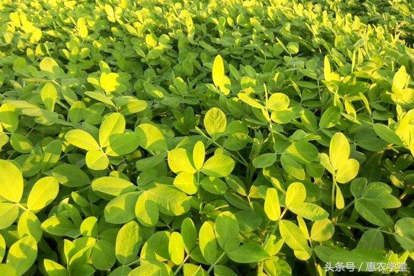 花生病害有那些？花生的主要病害及其防治方法