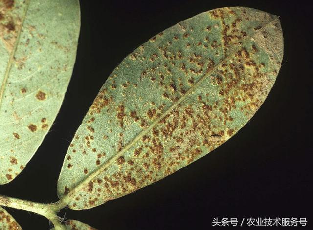 看图识病 花生常见病虫害及防治措施、用药指导5