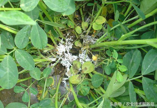 看图识病 花生常见病虫害及防治措施、用药指导9