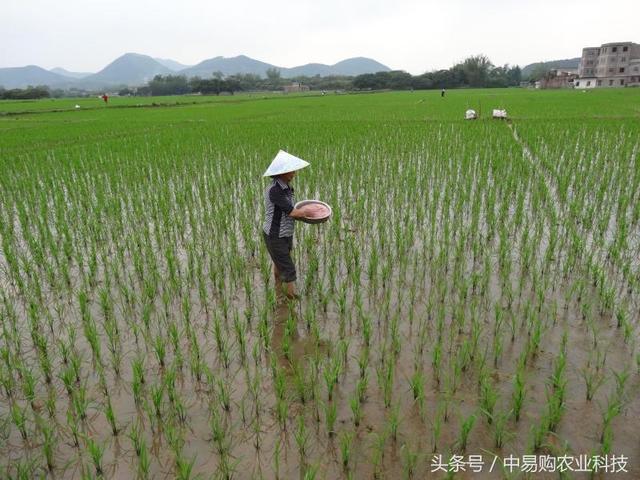 跟着小林学农技：水稻中期如何管理？做到这四点足以！2
