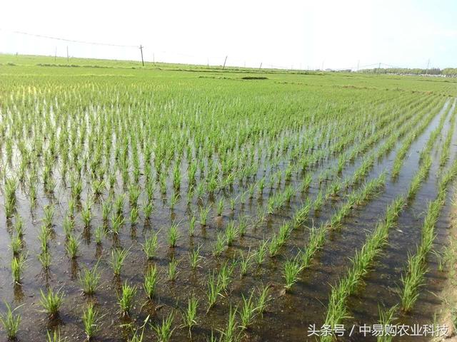 跟着小林学农技：水稻中期如何管理？做到这四点足以！