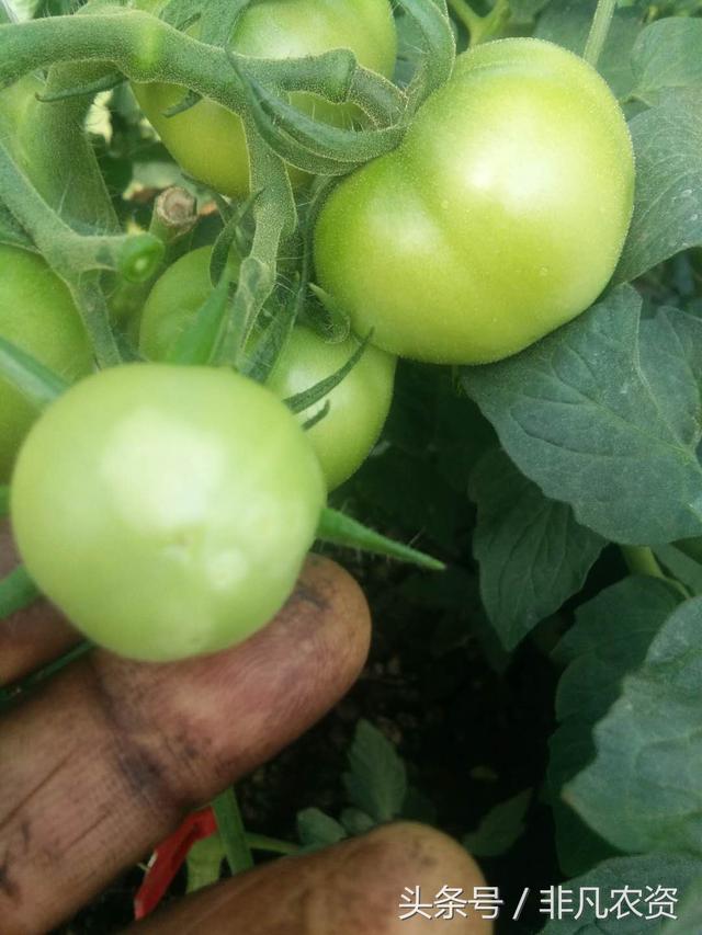 种植番茄，遇见溃疡病怎么办，不用怕，用这个配方能打住！