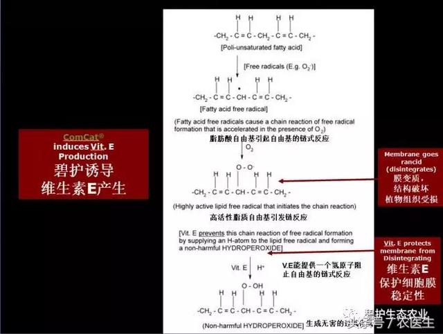 知识点｜碧护抵抗高温热害的作用原理4