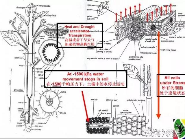 知识点｜碧护抵抗高温热害的作用原理2