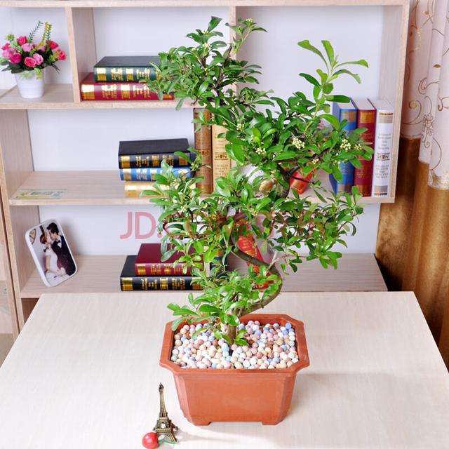 珍珠梅