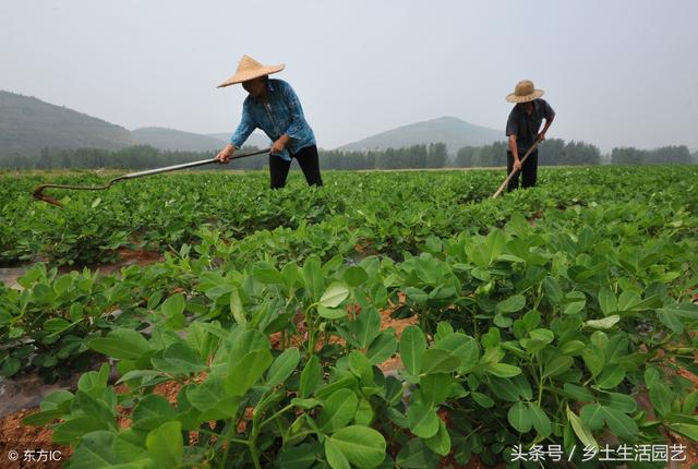 蛴螬是危害花生的主要**害虫，在这两个时期防治，效果非常好1