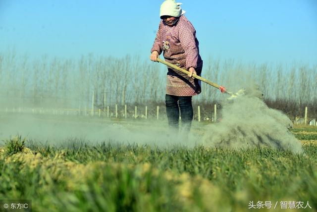 韭菜根蛆难防治，教你一招土方法，简单实用不用花一分钱3