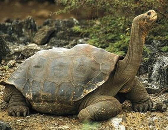 最大的乌龟 最大的乌龟（最大的乌龟有多大） 动物
