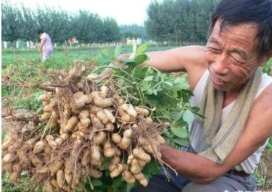 花生控旺时间不能错，过早过晚都不好，两次控旺效果会更好2