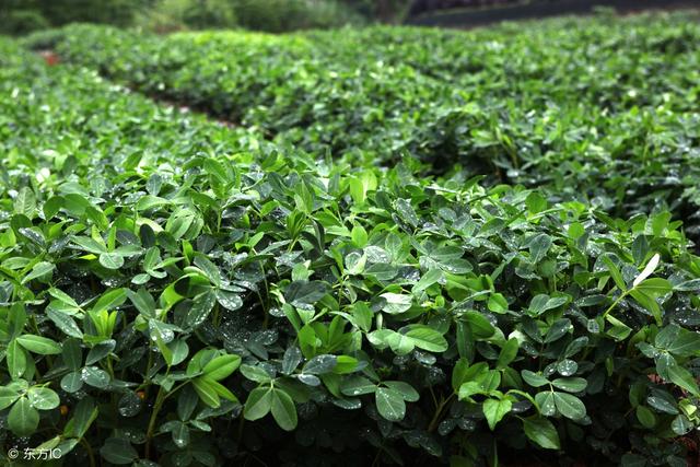 花生控旺何时最佳？最全花生控旺技术要点！2