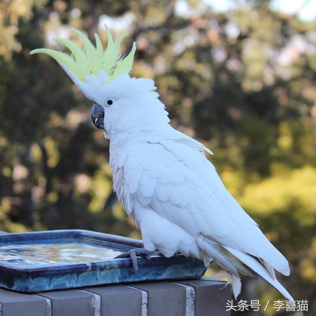 葵花凤头鹦鹉