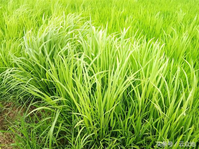 大龄稗草看以往用药情况选药，根据水稻苗龄和草龄大小掌握用药量