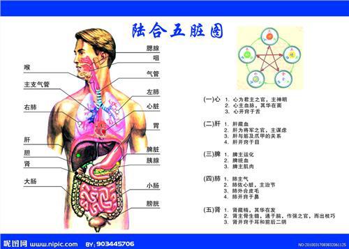 人体内脏器官的
